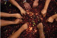 タンザニア タリメ・ゴールドマイン（中煎り）