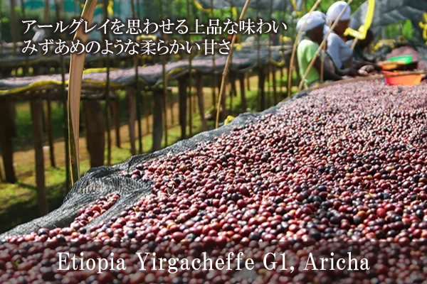 【111】∵40∵エチオピア イルガチェフェG1 アリーチャ (200g)