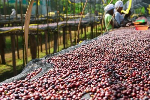 【111】∵40∵エチオピア　イルガチェフェG1　アリーチャ (200g)