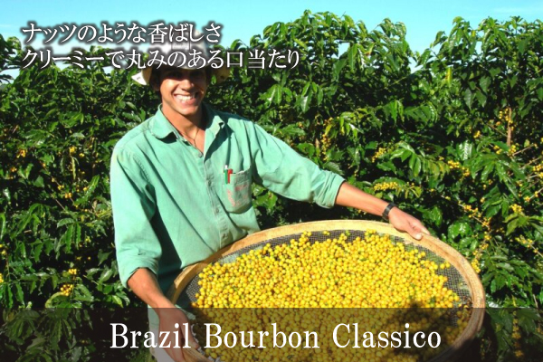 【705】∵10∵ブラジル　ブルボン・クラシコ(200g)